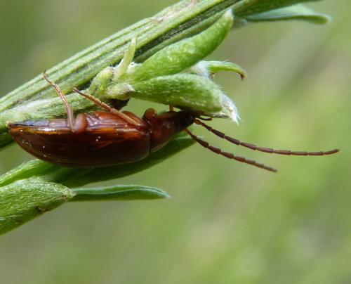 Réf. 347 043 : Alleculinae inconnu